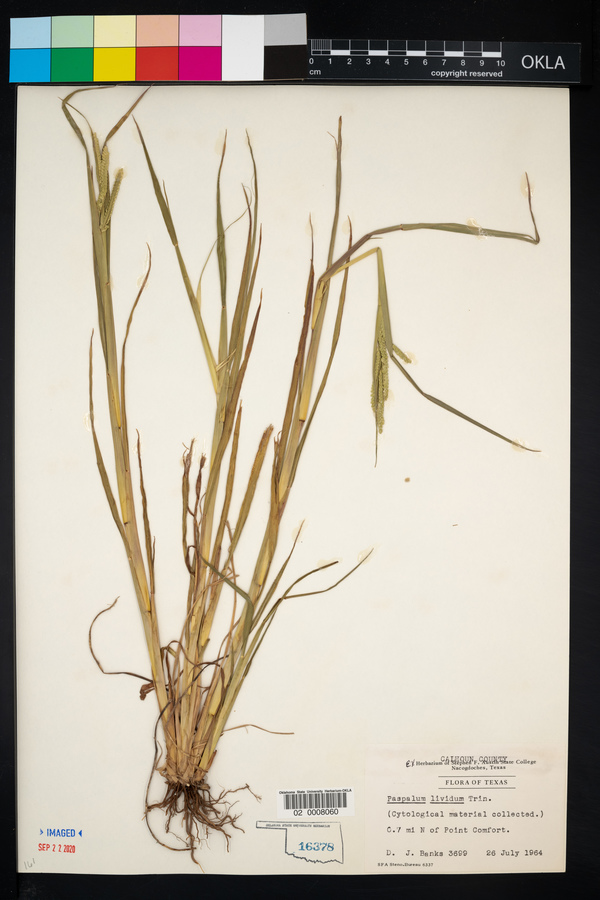 Paspalum denticulatum image