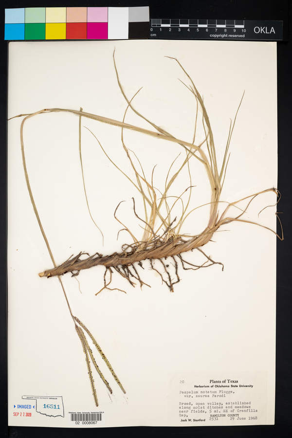 Paspalum notatum var. saurae image