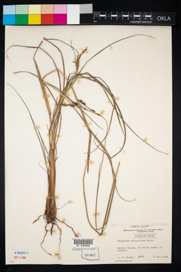 Paspalum plicatulum image