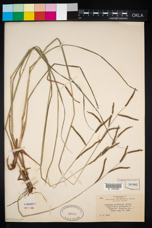 Paspalum plicatulum image