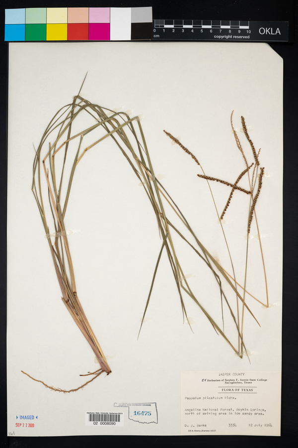 Paspalum plicatulum image