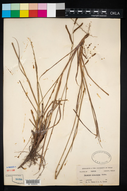 Paspalum plicatulum image