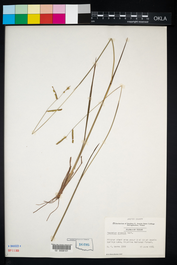 Paspalum praecox image