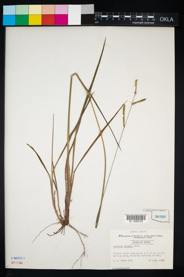 Paspalum praecox image