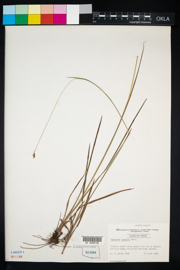 Paspalum praecox image