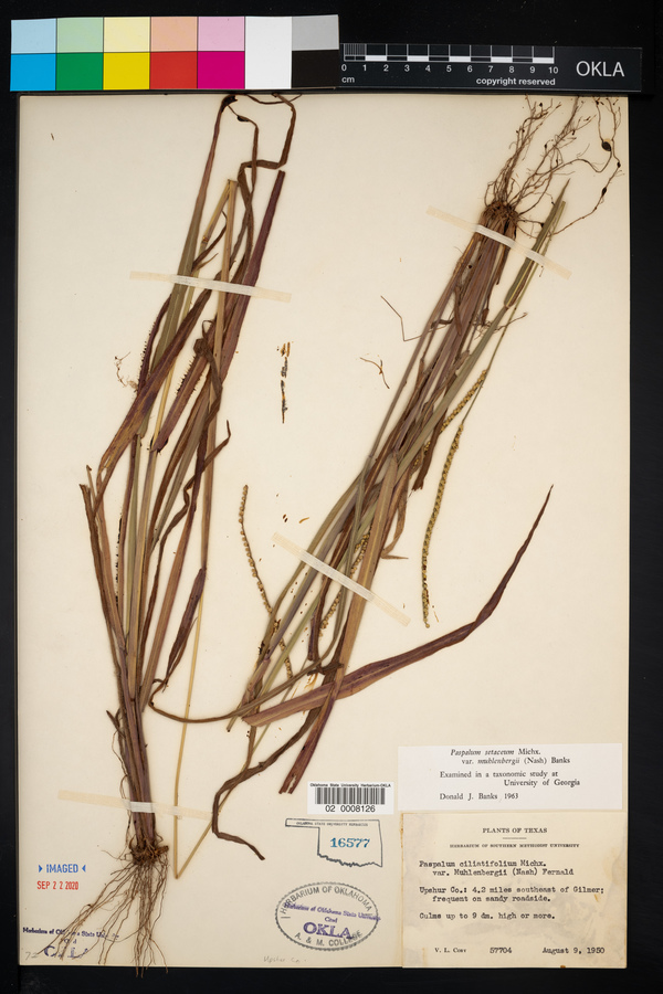 Paspalum setaceum var. muhlenbergii image