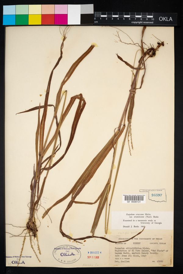Paspalum setaceum image