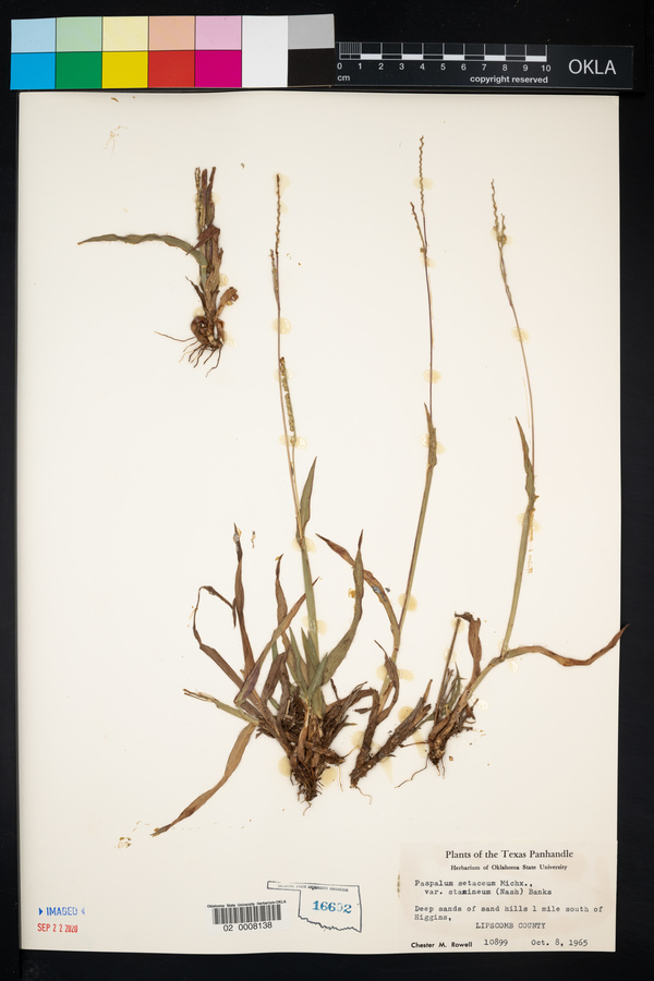 Paspalum setaceum image