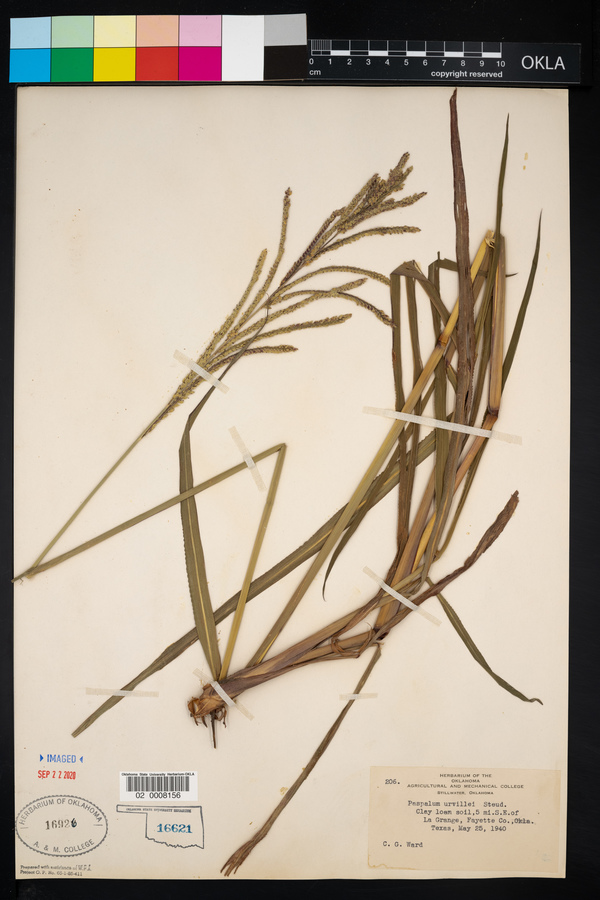 Paspalum urvillei image