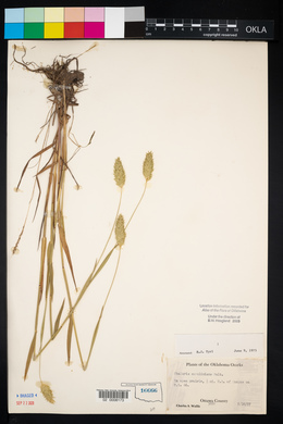 Phalaris caroliniana image