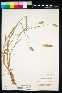 Phalaris caroliniana image