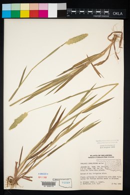 Phalaris caroliniana image