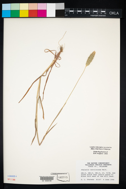 Phalaris caroliniana image