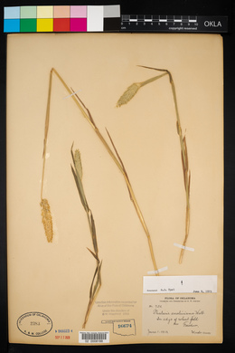 Phalaris caroliniana image