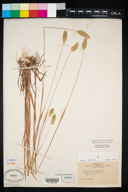 Phalaris caroliniana image