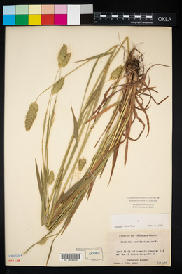 Phalaris caroliniana image