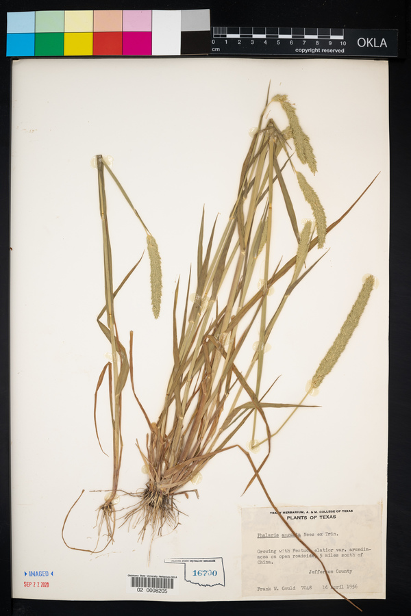 Phalaris angusta image