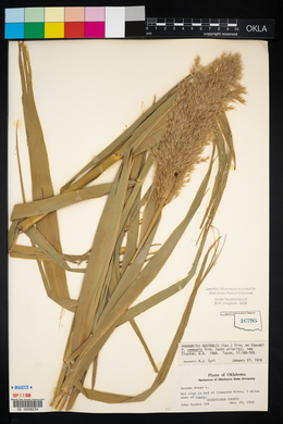 Phragmites australis image