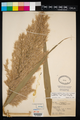 Phragmites australis image