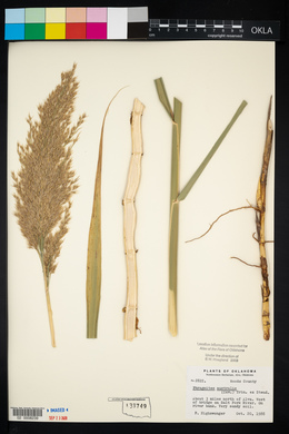 Phragmites australis image