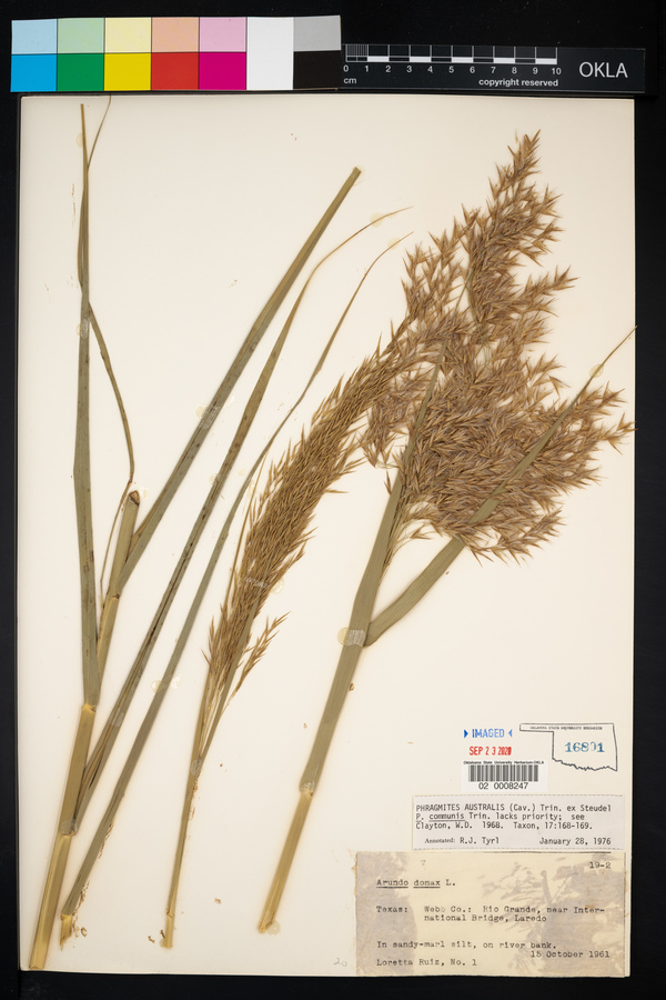 Phragmites australis image