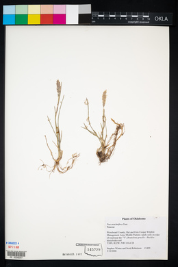 Poa arachnifera image