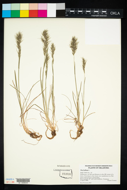 Poa bulbosa image