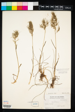 Poa bulbosa image