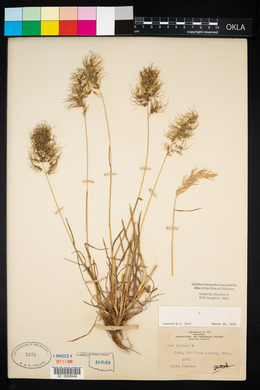 Poa bulbosa image