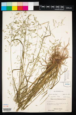 Poa sylvestris image