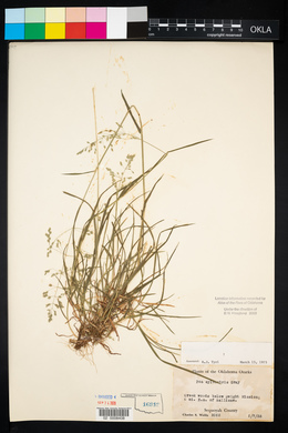 Poa sylvestris image