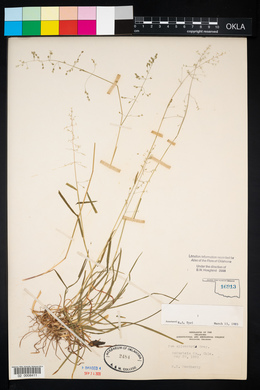 Poa sylvestris image