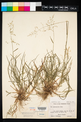 Poa sylvestris image