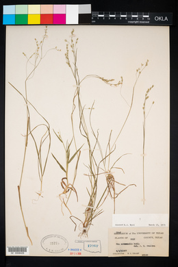 Poa autumnalis image