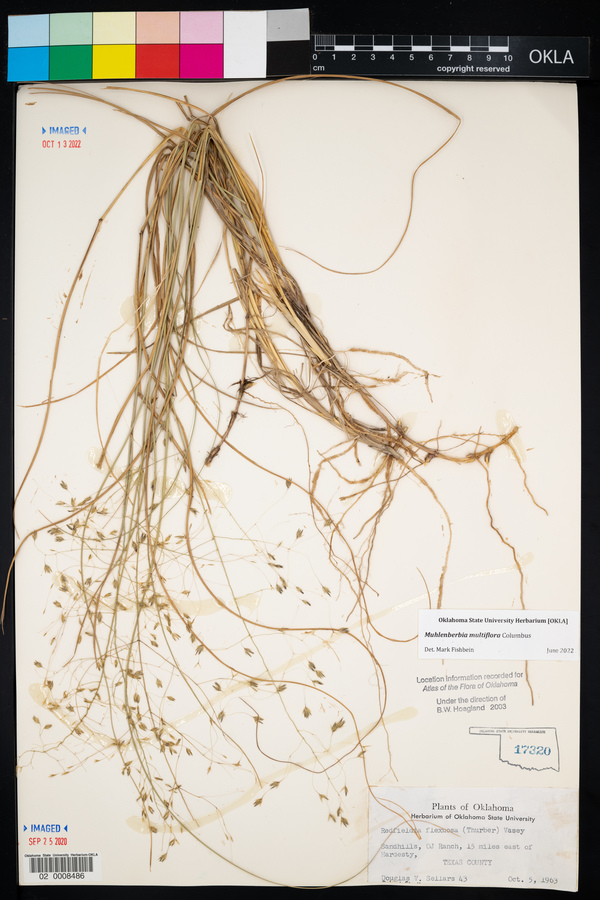 Muhlenbergia multiflora image