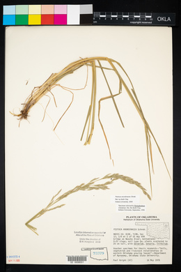 Lolium arundinaceum image