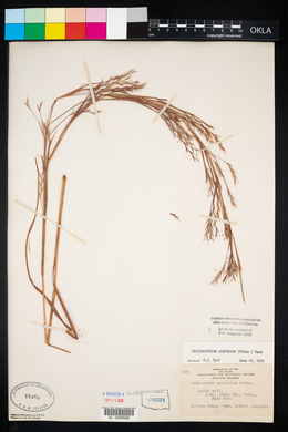 Schizachyrium scoparium var. scoparium image