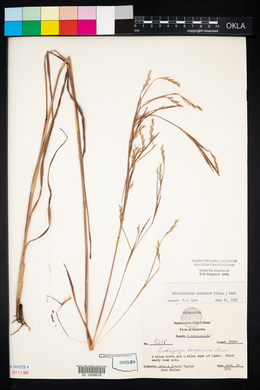 Schizachyrium scoparium var. scoparium image