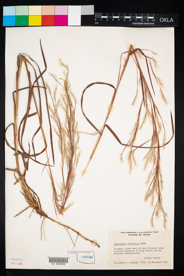 Schizachyrium littorale image