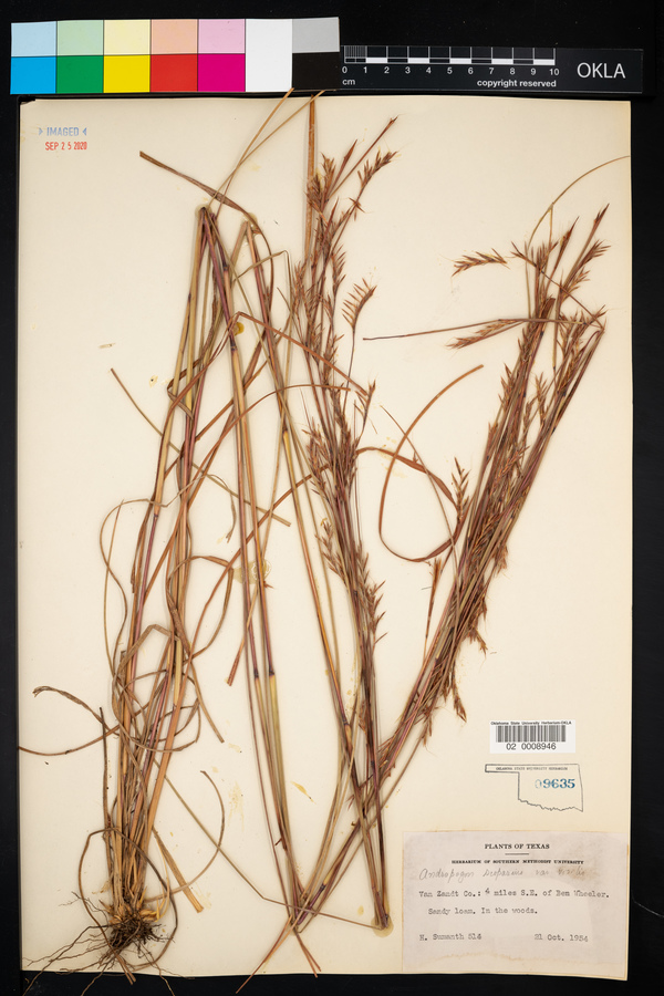Schizachyrium scoparium var. scoparium image