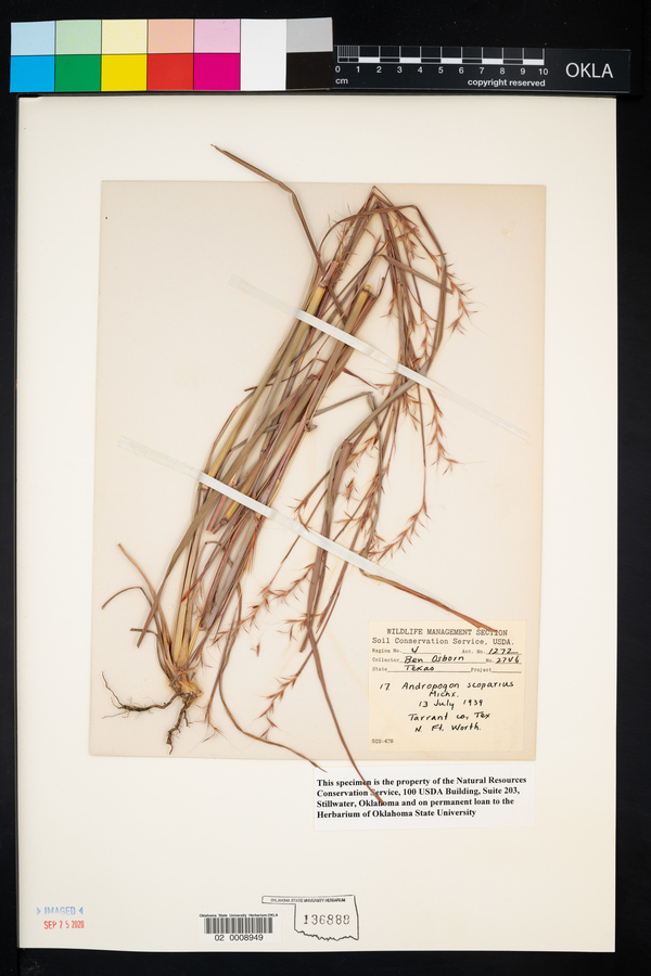 Schizachyrium scoparium var. scoparium image