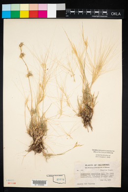 Scleropogon brevifolius image