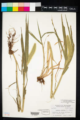 Setaria italica image