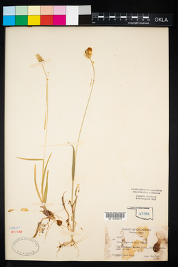 Pennisetum glaucum image