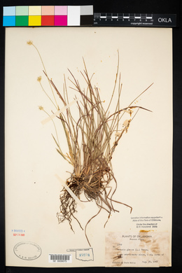 Pennisetum glaucum image