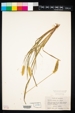 Pennisetum glaucum image