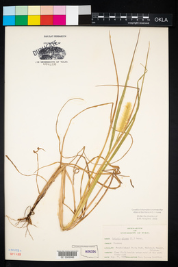 Pennisetum glaucum image