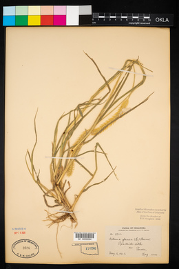 Pennisetum glaucum image