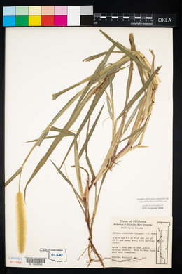 Setaria pumila image