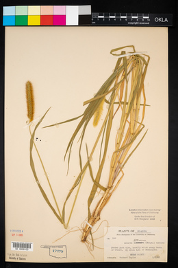 Pennisetum glaucum image